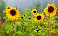 Ayçiçeği Sapı Kullanımı ve Faydaları Nelerdir?